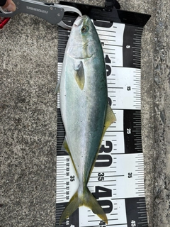イナダの釣果