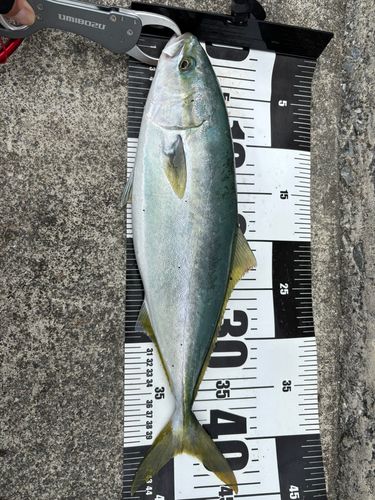 イナダの釣果