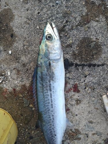 サゴシの釣果