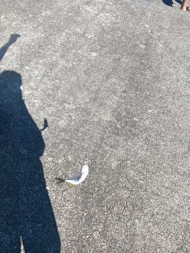 メッキの釣果