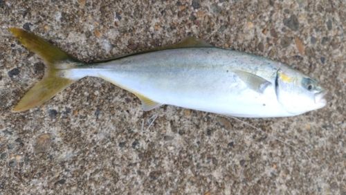 ワカシの釣果
