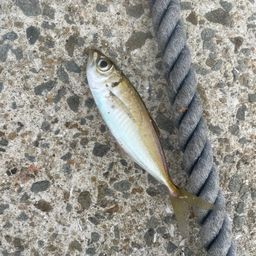 チャリコ