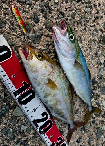 アカビラの釣果