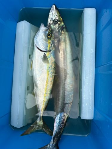 サゴシの釣果