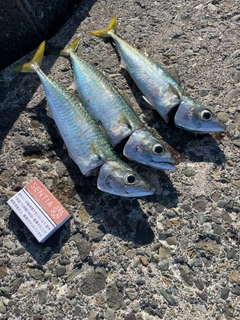 サバの釣果