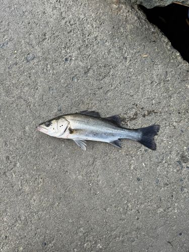 セイゴ（マルスズキ）の釣果