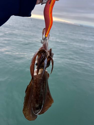 豊浜漁港