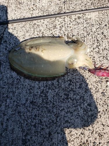 浦底浦