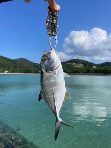 メッキの釣果