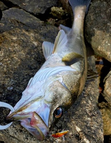 マルスズキの釣果