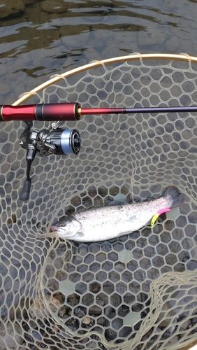 レインボートラウトの釣果