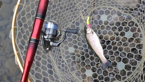 レインボートラウトの釣果