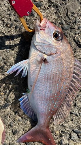 マダイの釣果