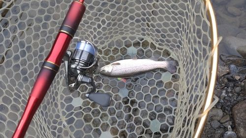 レインボートラウトの釣果
