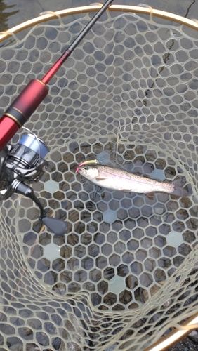 レインボートラウトの釣果