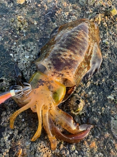 アオリイカの釣果