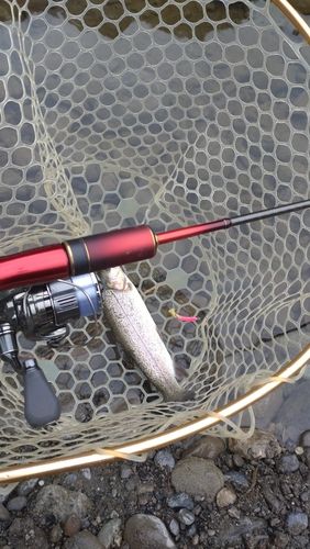 レインボートラウトの釣果