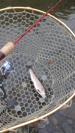 レインボートラウトの釣果