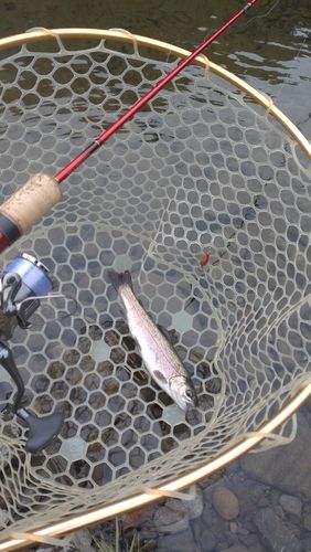 レインボートラウトの釣果