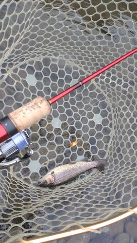 レインボートラウトの釣果
