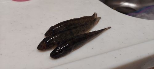 マハゼの釣果