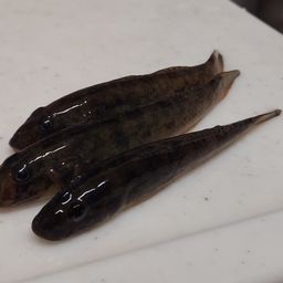 マハゼ