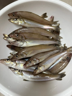 シロギスの釣果