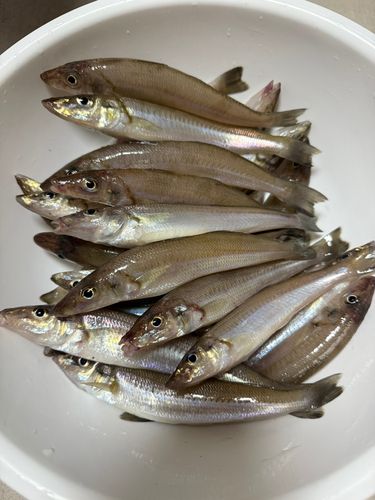 大磯海岸
