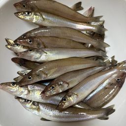 シロギス