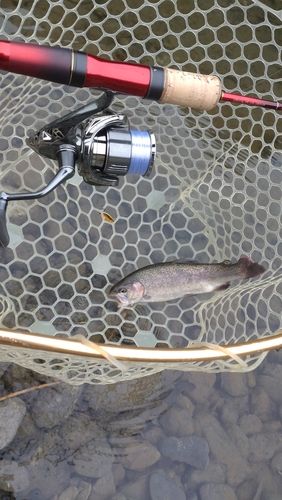 レインボートラウトの釣果