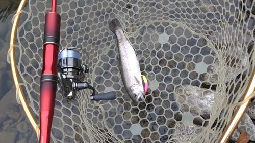 レインボートラウトの釣果