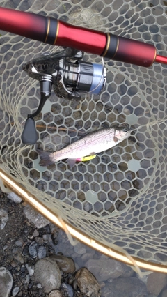 レインボートラウトの釣果