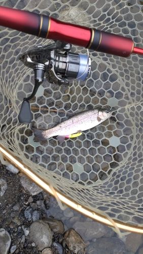 レインボートラウトの釣果