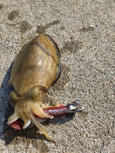 モンゴウイカの釣果