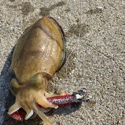 モンゴウイカ