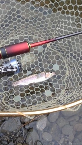 レインボートラウトの釣果