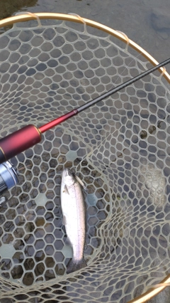 レインボートラウトの釣果