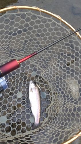 レインボートラウトの釣果
