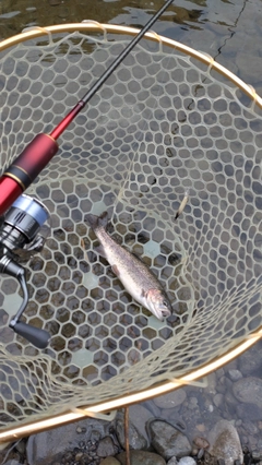 レインボートラウトの釣果