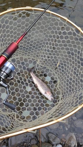 レインボートラウトの釣果