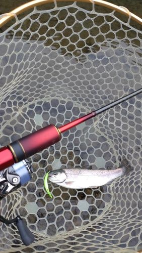 レインボートラウトの釣果