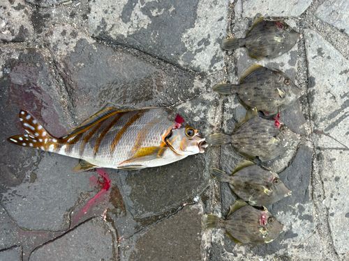 カワハギの釣果