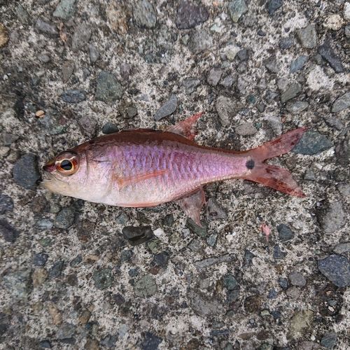 ネンブツダイの釣果