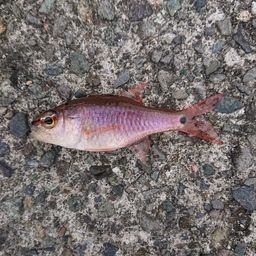 ネンブツダイ