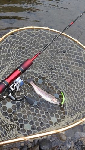 レインボートラウトの釣果