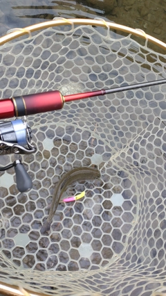 レインボートラウトの釣果