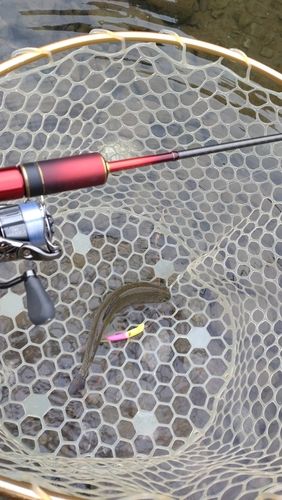 レインボートラウトの釣果