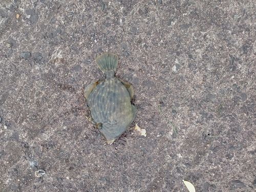 木更津沖