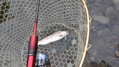 レインボートラウトの釣果