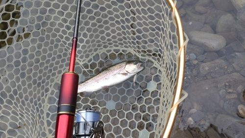 レインボートラウトの釣果